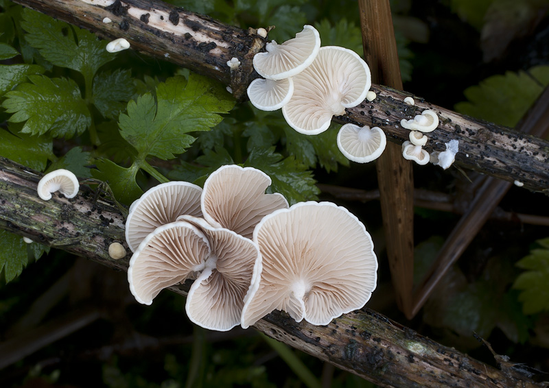 Crepidotus luteolus